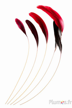 Coquetip - 23-28 cm - gelb-schwarz-rot